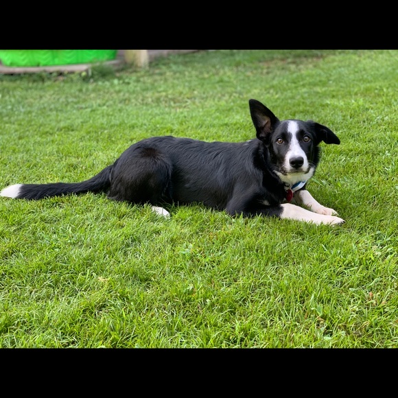 ❗️Fur Warning❗️ - Picture 5 of 6